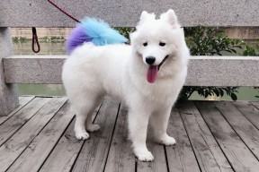 -CBA推动俱乐部青训基地建设提升青训体系质量，cba球队青训几级梯队