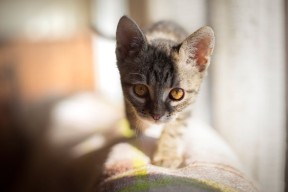 米兰体育官网-山西龙狮调整战术力求季后赛突破，山西龙晋足球俱乐部最新消息