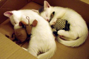 -足球联赛最佳球员评选标准，足球联赛最佳球员评选标准表