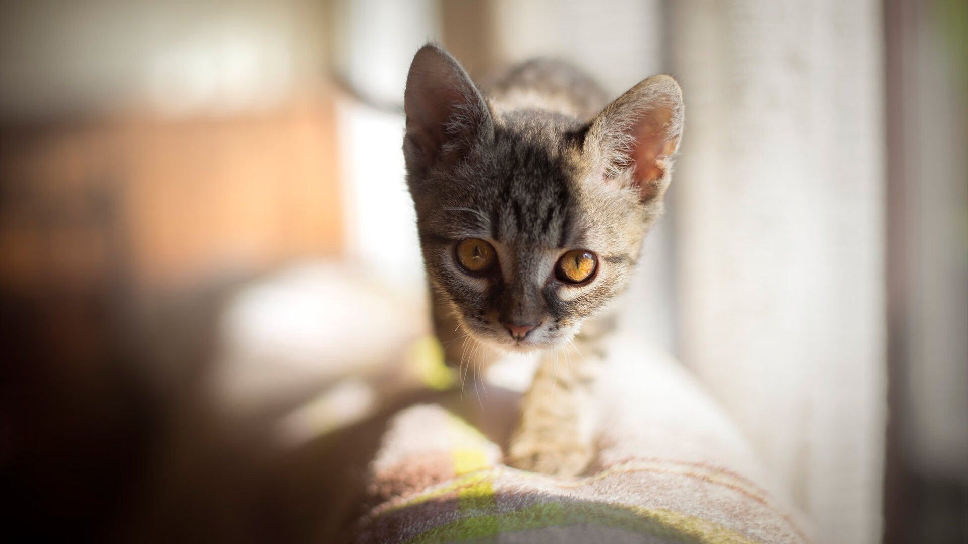 山西龙狮调整战术力求季后赛突破,山西龙晋足球俱乐部最新消息