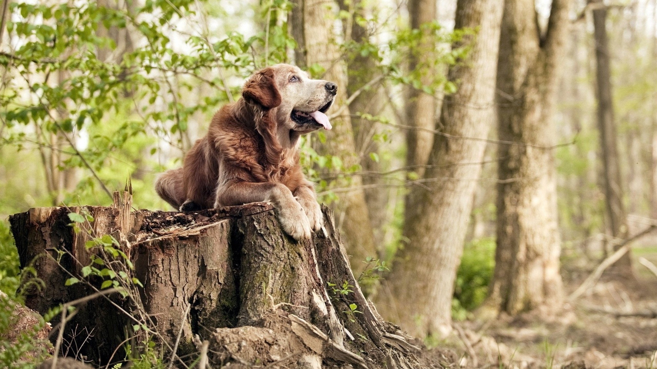 瑞典队未来的成功之路:技术细节与团队合作的双重突破,瑞典队分析