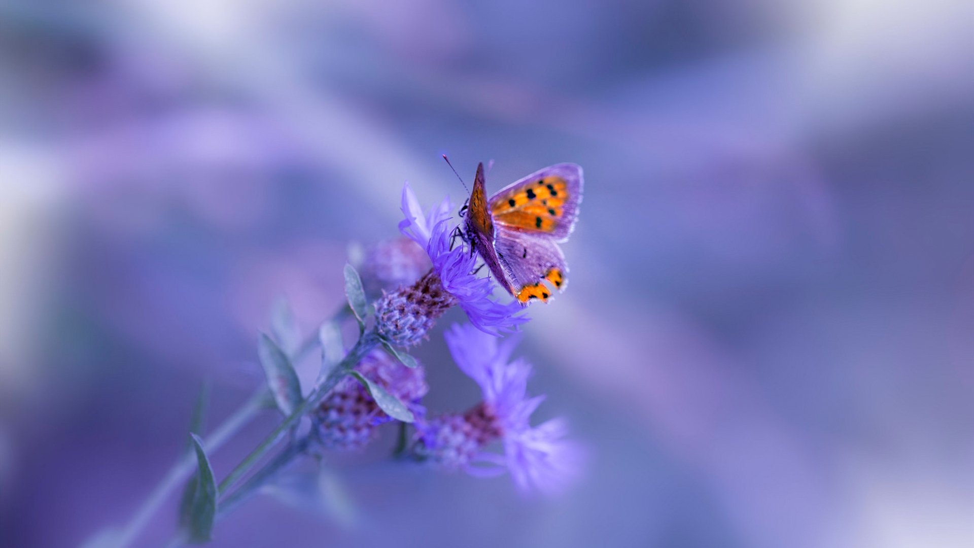 伊朗男篮在亚洲预赛中奋勇争先,迈向奥运会豪门行列,伊朗男篮规划球员