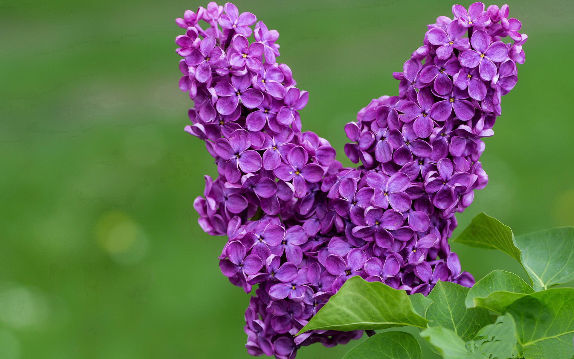 威尔士橄榄球赛事吸引国际关注,未来有何看点?,威尔士橄榄球赛事吸引国际关注,未来有何看点